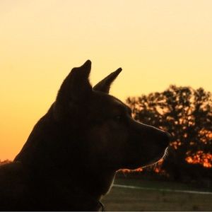 Meet your Posher, Mddhorses